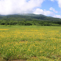 キンコウカと赤倉岳