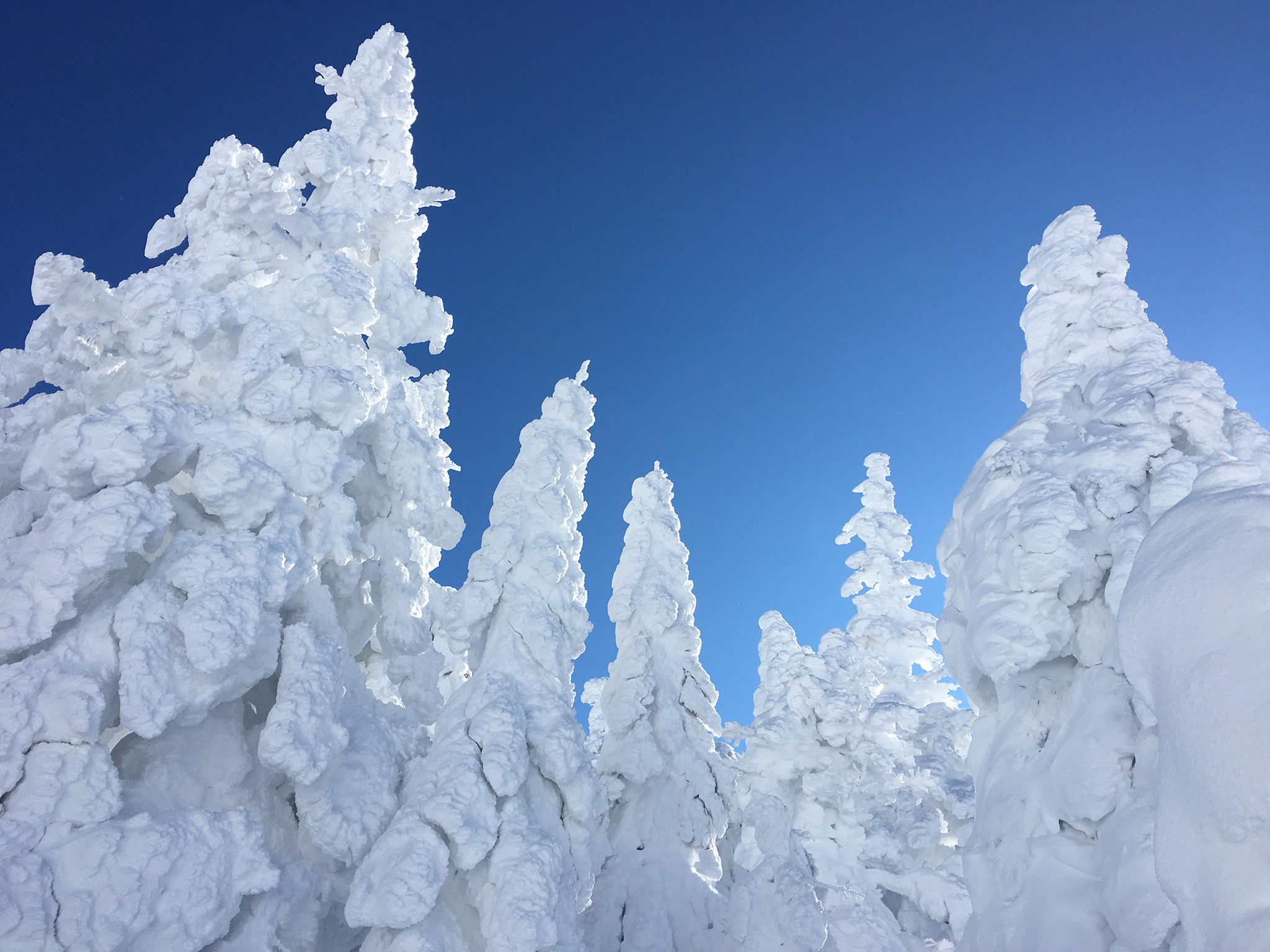 冬の八甲田山　見事に育ったスノーモンスター